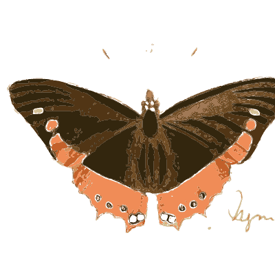 Dark butterfly edged in orange - Illustrations of Exotic Entomology - 1837
