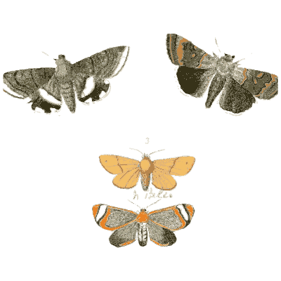 Rows of small named moths 02 - Illustrations of Exotic Entomology - 1837