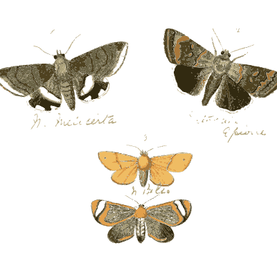 Rows of small named moths 01 - Illustrations of Exotic Entomology - 1837