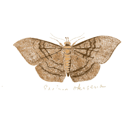 Brown moth with patterned wings - Illustrations of Exotic Entomology - 1837