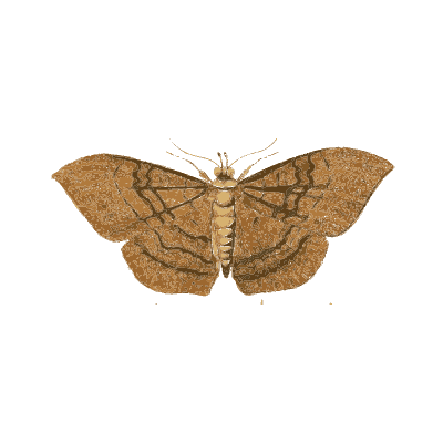 Speckled, black and yellow moths - Illustrations of Exotic Entomology - 1837