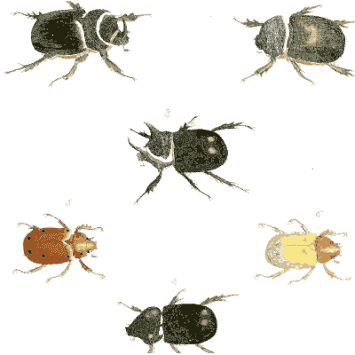 Six dung beetles - Illustrations of Exotic Entomology - 1837