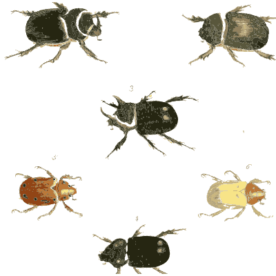 Group of scarab beetles - Illustrations of Exotic Entomology - 1837