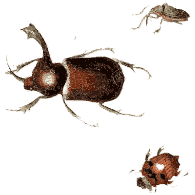 Rhinoceros beetle with small beetles - Illustrations of Exotic Entomology - 1837