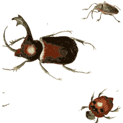 Rhinoceros beetle with smaller beetles - Illustrations of Exotic Entomology - 1837