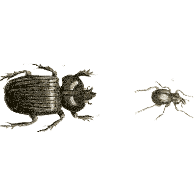 Two black dung beetles - Illustrations of Exotic Entomology - 1837
