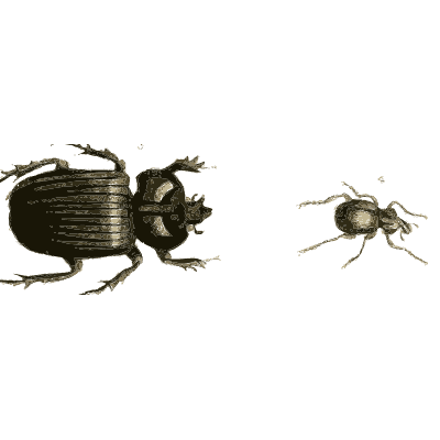 Black dung beetle - Illustrations of Exotic Entomology - 1837