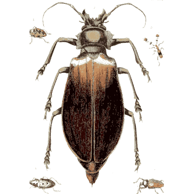 Longhorn beetle 03 - Illustrations of Exotic Entomology - 1837