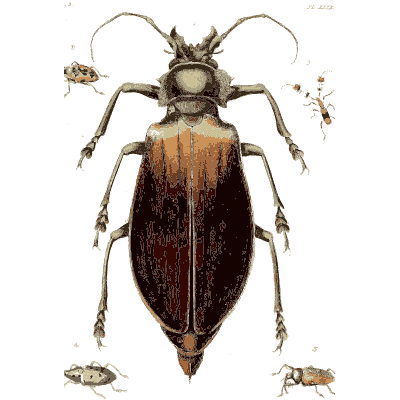 Long dark beetle with long antennae - Illustrations of Exotic Entomology - 1837