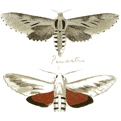 Two hawk moths 02 - Illustrations of Exotic Entomology - 1837