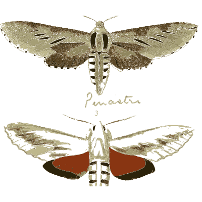 Two grey hawk moths - Illustrations of Exotic Entomology - 1837