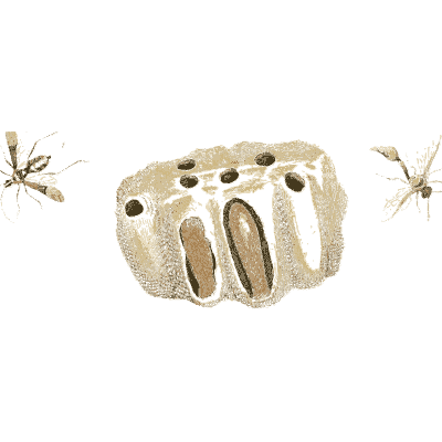 Wasp nest with wasps - Illustrations of Exotic Entomology - 1837