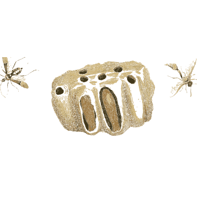 Insect nest comb with ants - Illustrations of Exotic Entomology - 1837