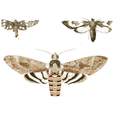 Striped hawk moth with spotted moths 02 - Illustrations of Exotic Entomology - 1837