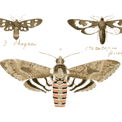 Striped hawk moth with spotted moths 01 - Illustrations of Exotic Entomology - 1837