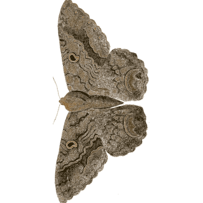 Grey-brown moth - Illustrations of Exotic Entomology - 1837