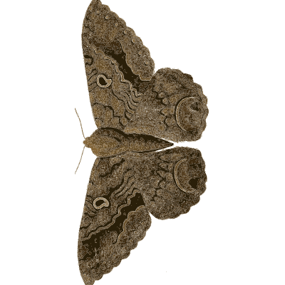Grey-brown eyed moth - Illustrations of Exotic Entomology - 1837