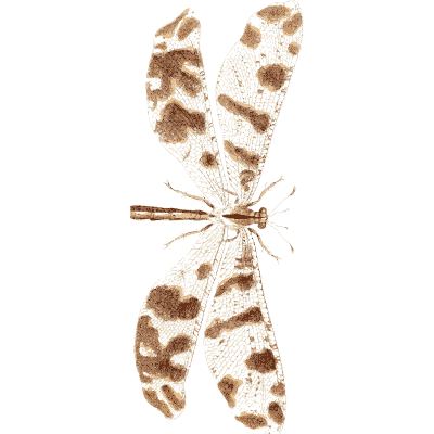 Spotted-winged antlion - Illustrations of Exotic Entomology - 1837