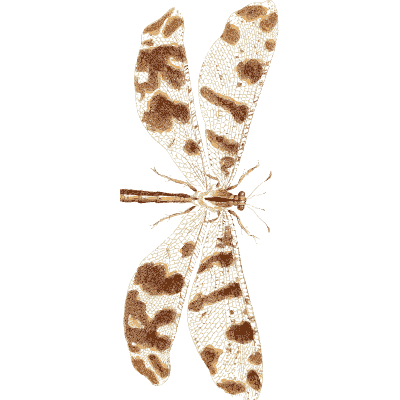 Net-winged insect with blotched wings - Illustrations of Exotic Entomology - 1837