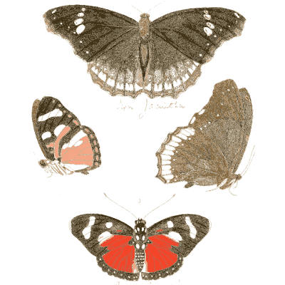 Four butterflies - Illustrations of Exotic Entomology - 1837