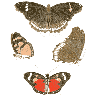 White-banded brown butterflies - Illustrations of Exotic Entomology - 1837