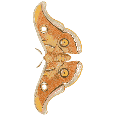 Orange silk moth with eyespots 02 - Illustrations of Exotic Entomology - 1837