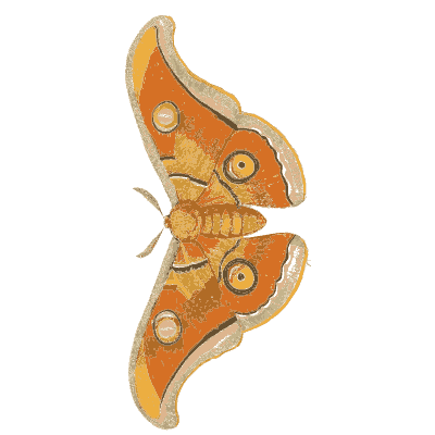 Orange silk moth with eyespots 01 - Illustrations of Exotic Entomology - 1837