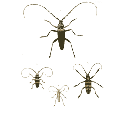Longhorn beetles - Illustrations of Exotic Entomology - 1837