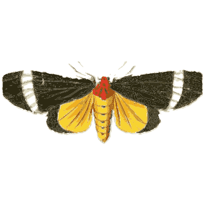Black and yellow moth - Illustrations of Exotic Entomology - 1837