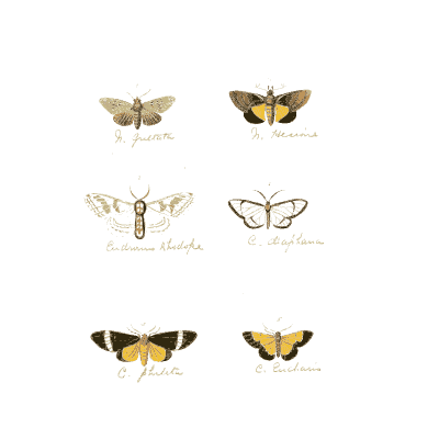 Grid of small moths - Illustrations of Exotic Entomology - 1837