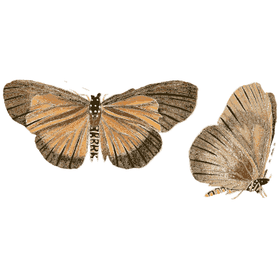 Two orange-brown butterflies 02 - Illustrations of Exotic Entomology - 1837