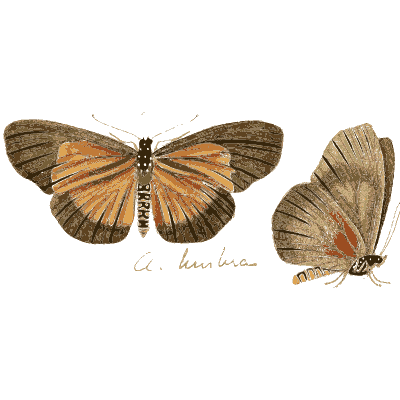 Two orange-brown butterflies 01 - Illustrations of Exotic Entomology - 1837
