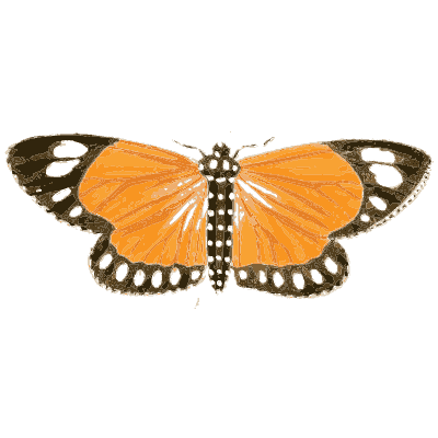 Orange butterfly with black borders - Illustrations of Exotic Entomology - 1837