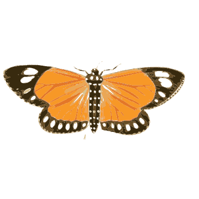 Orange butterfly with black border - Illustrations of Exotic Entomology - 1837