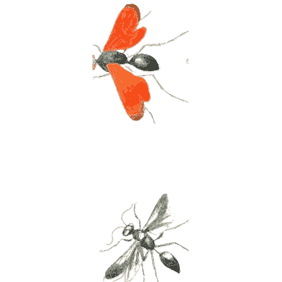 Red-winged fly and wasp - Illustrations of Exotic Entomology - 1837