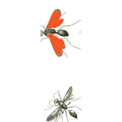 Red-winged wasp and black wasp - Illustrations of Exotic Entomology - 1837