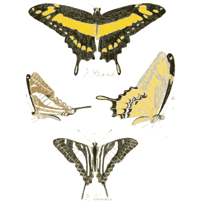 Swallowtail butterflies 02 - Illustrations of Exotic Entomology - 1837