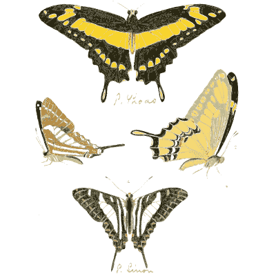 Yellow and striped swallowtails - Illustrations of Exotic Entomology - 1837