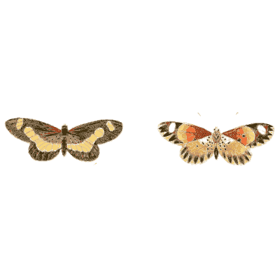 Two small moths - Illustrations of Exotic Entomology - 1837