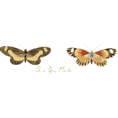 Two small speckled moths - Illustrations of Exotic Entomology - 1837