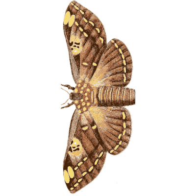 Brown patterned moth - Illustrations of Exotic Entomology - 1837
