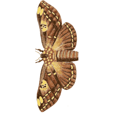 Brown scalloped moth - Illustrations of Exotic Entomology - 1837