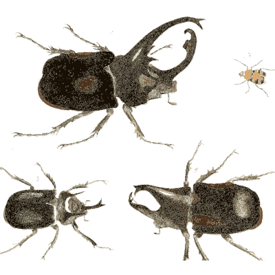 Rhinoceros beetles - Illustrations of Exotic Entomology - 1837
