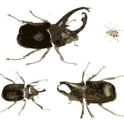Horned rhinoceros beetles - Illustrations of Exotic Entomology - 1837