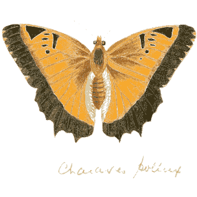 Orange butterfly with toothed edges - Illustrations of Exotic Entomology - 1837
