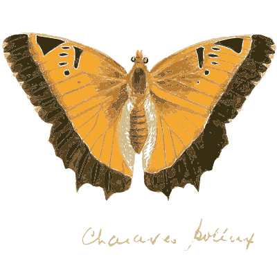 Orange butterfly with notched dark edges - Illustrations of Exotic Entomology - 1837