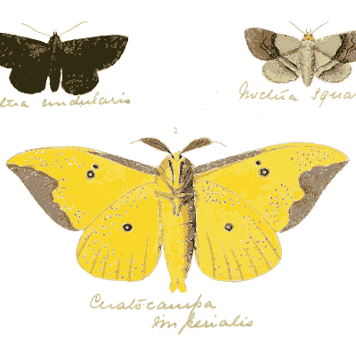 Yellow moth with two dark moths - Illustrations of Exotic Entomology - 1837
