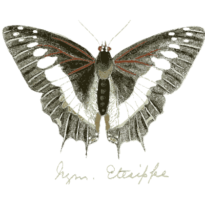 Black and white banded butterfly - Illustrations of Exotic Entomology - 1837