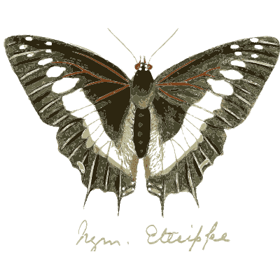 Pale-streaked dark butterfly - Illustrations of Exotic Entomology - 1837