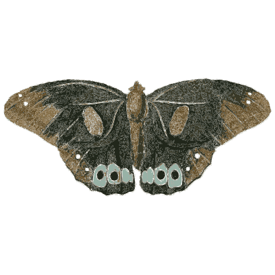 Dark butterfly with eyespots - Illustrations of Exotic Entomology - 1837
